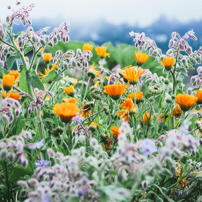 Growing Native Pollinator Plants Beside Edibles