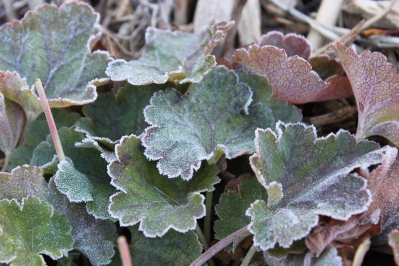 Forgetting Winter Protection