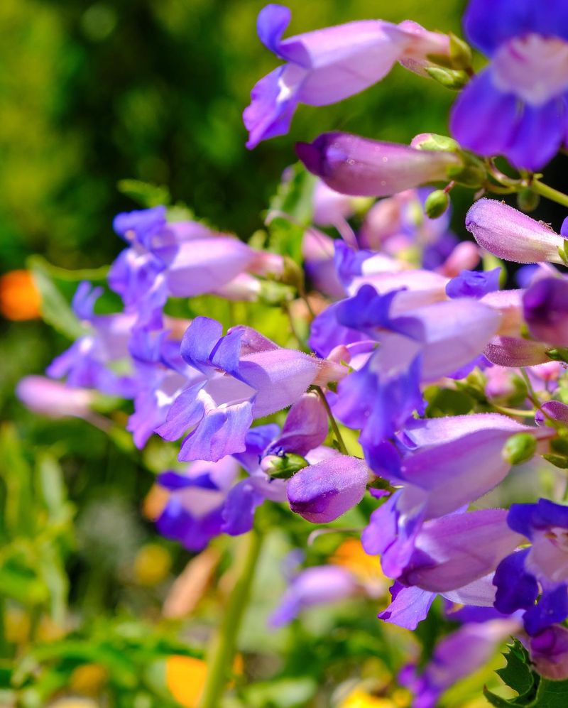 Penstemon