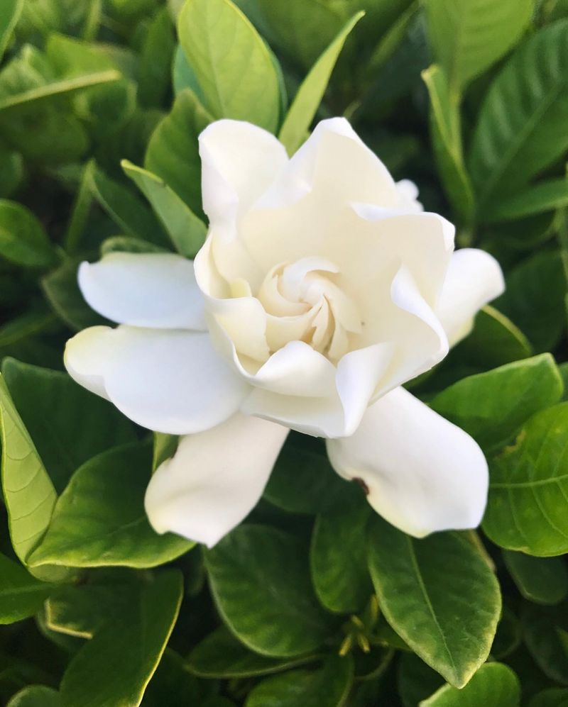 Gardenia