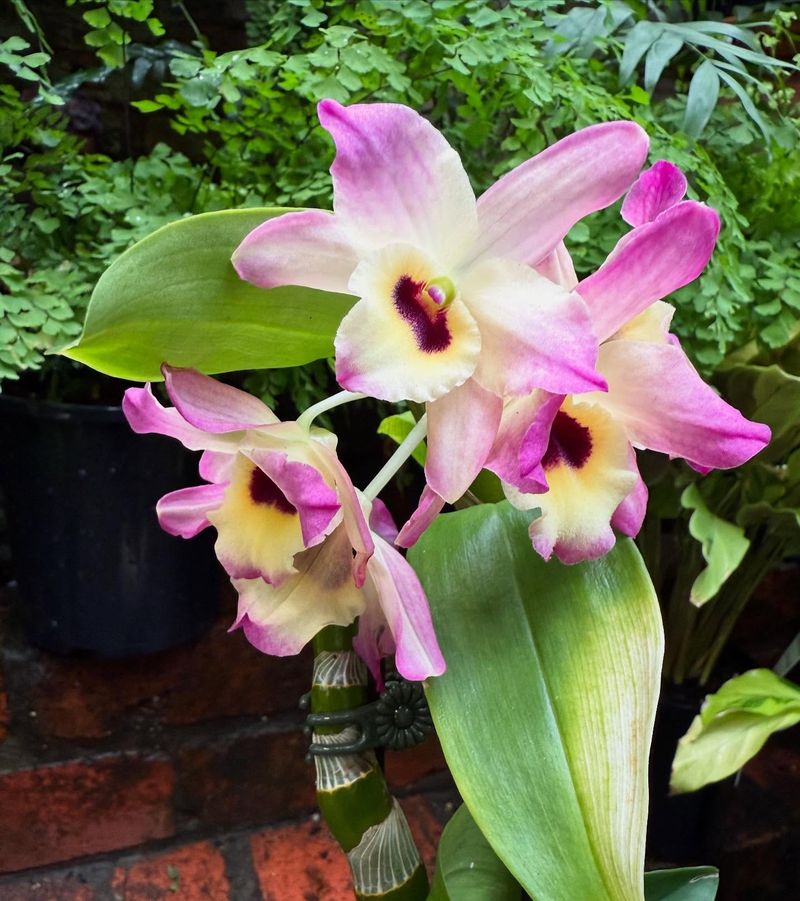 Dendrobium Paradise