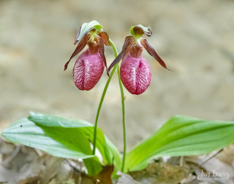 Lady Slipper Orchid