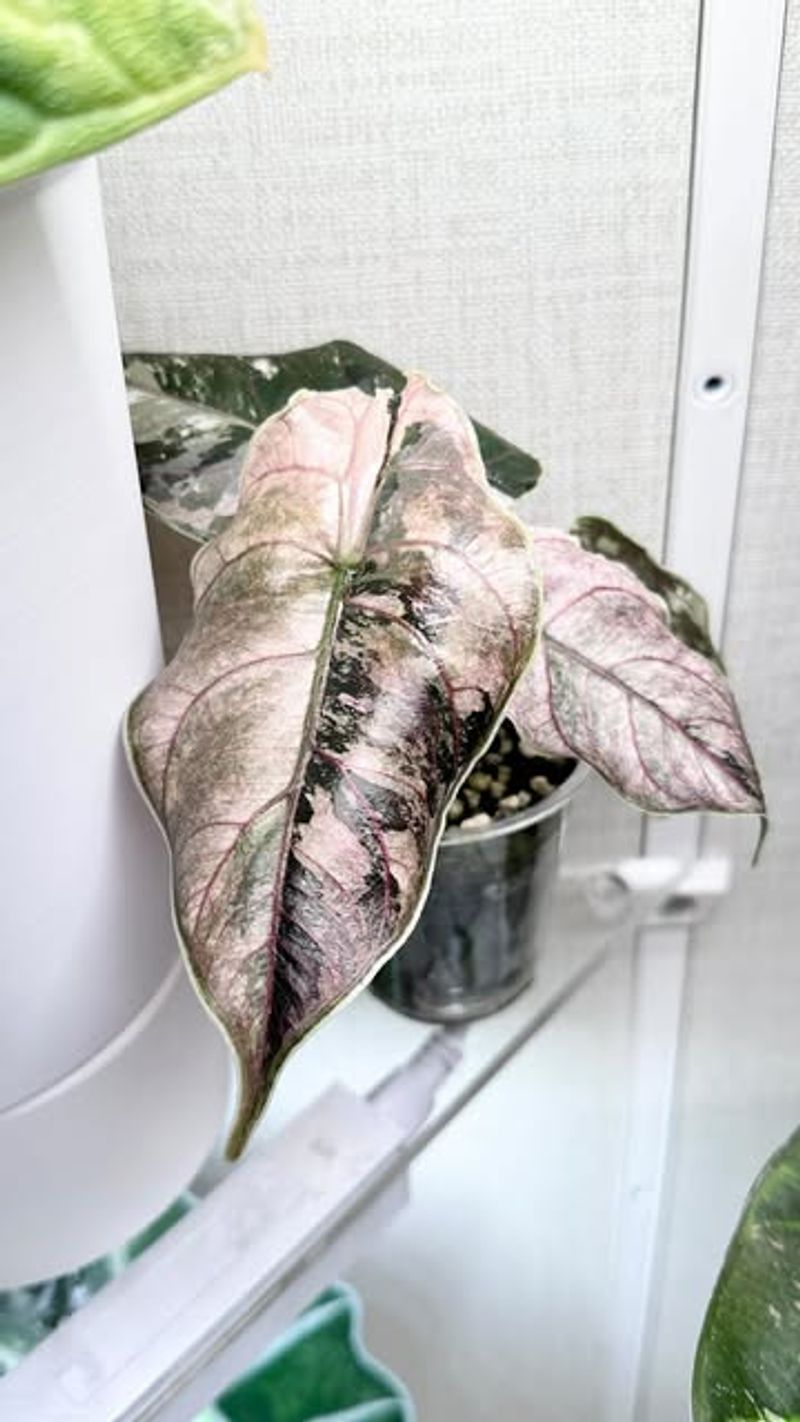 Alocasia Azlanii