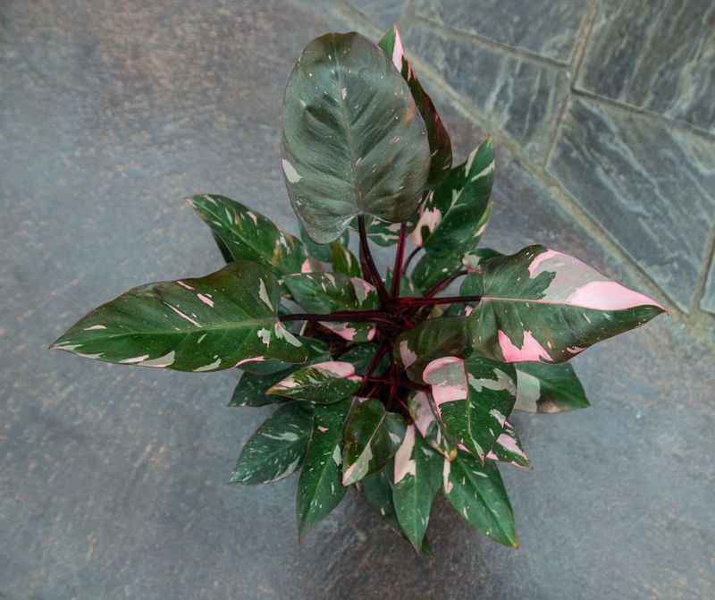 Pink Princess Philodendron
