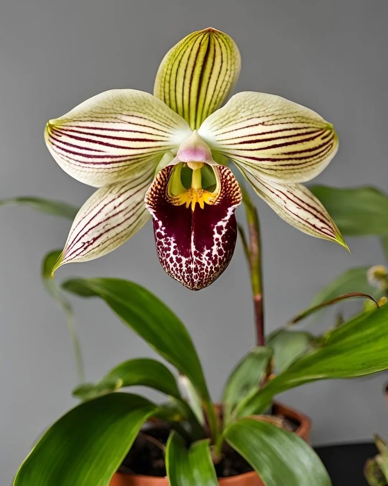 Gold of Kinabalu Orchid