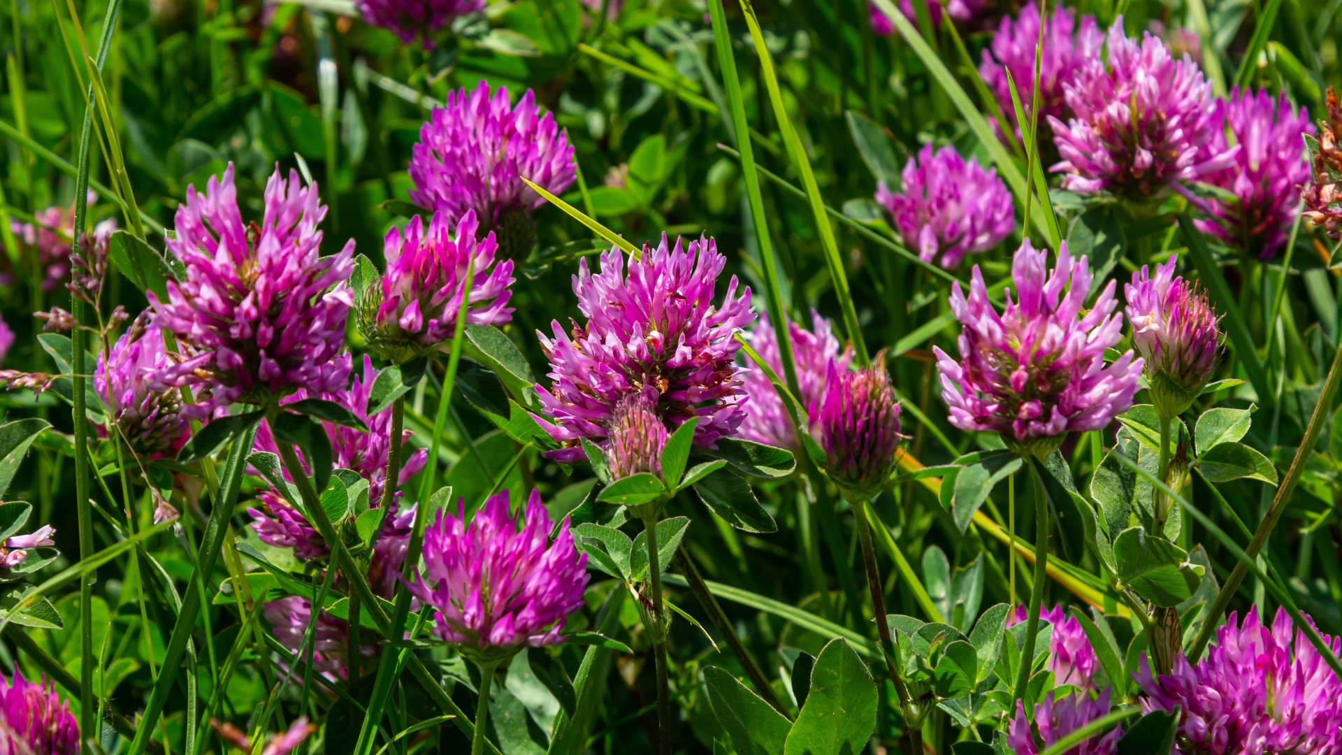 Varieties Of Clover Boston Gardeners Could Grow To Support Pollinators