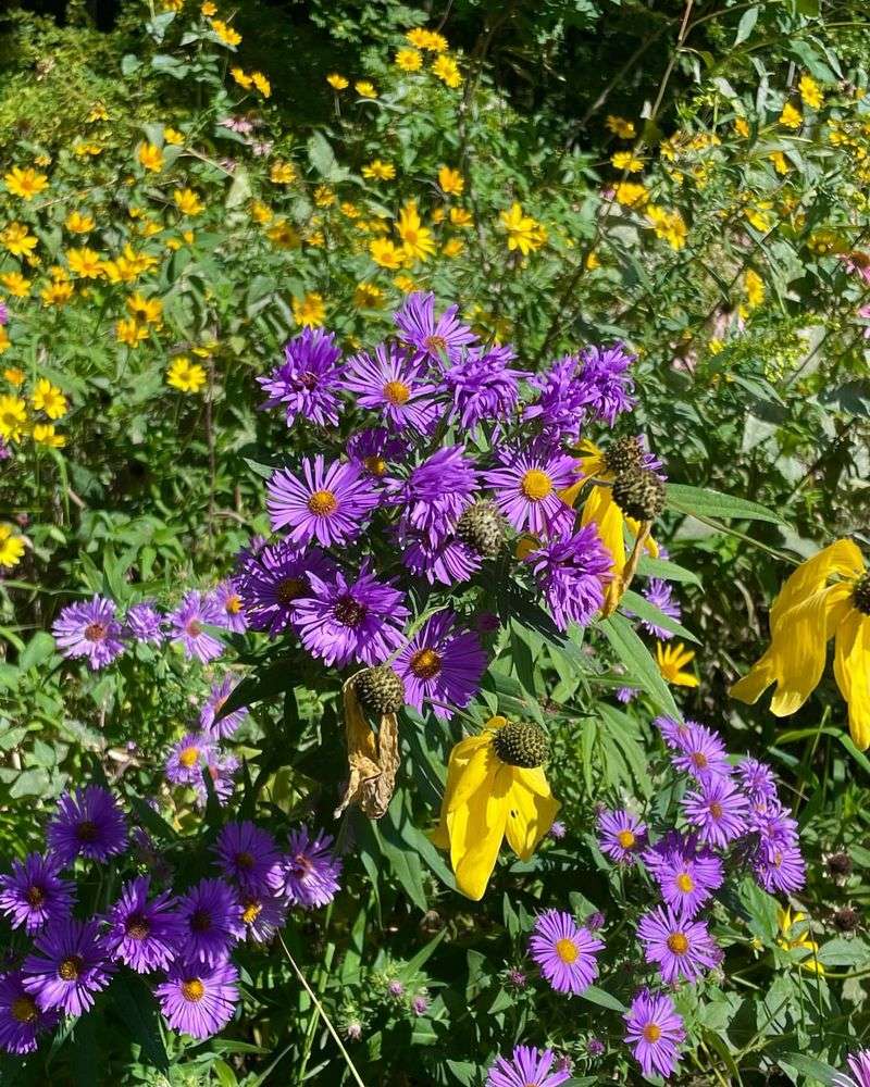 Companion To New England Fall Foliage