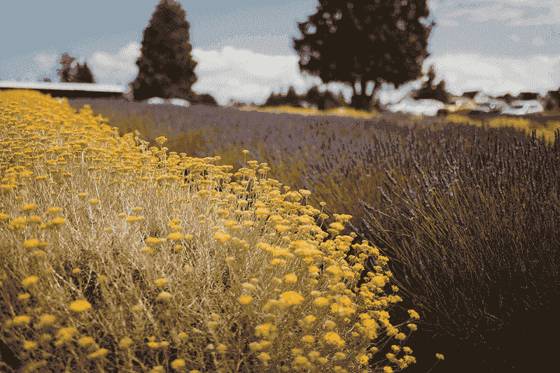 Sequim's Lavender & Apple Harvest Festival