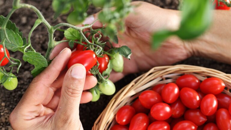 gardener harvests cherry tomato plant