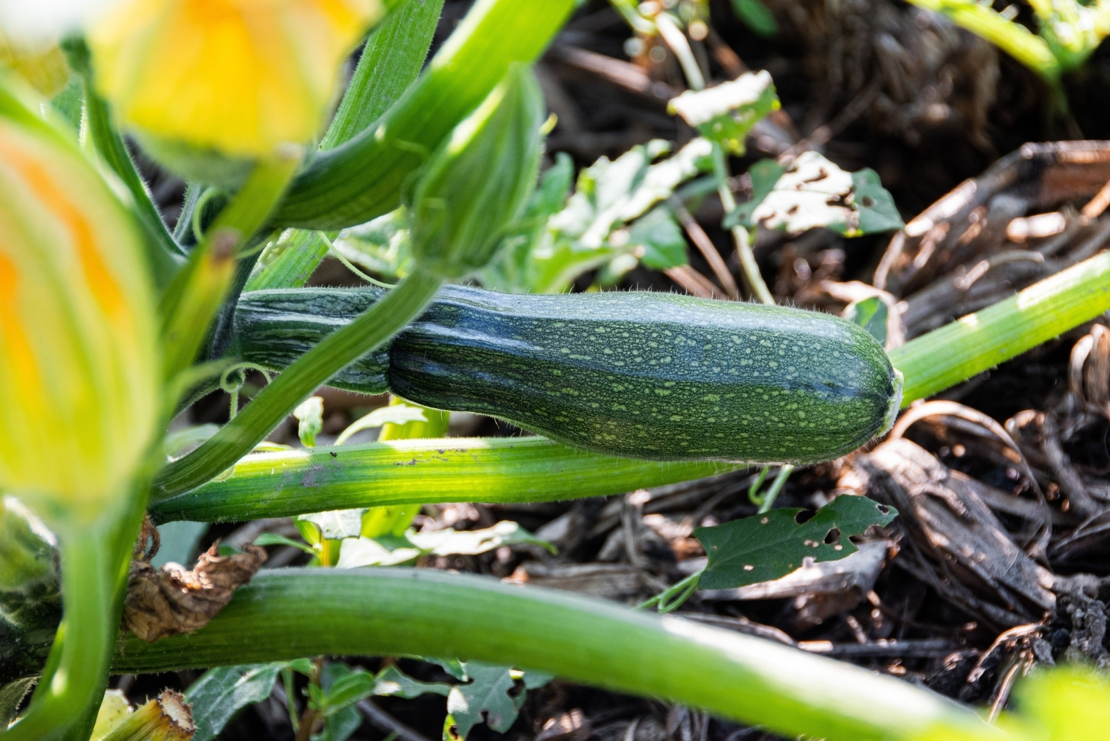Vegetables That Practically Grow Themselves In Tennessee