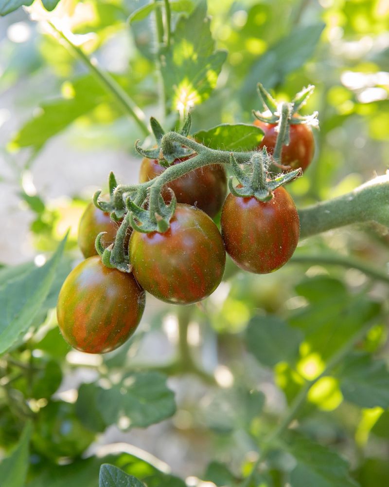 Tomatoes