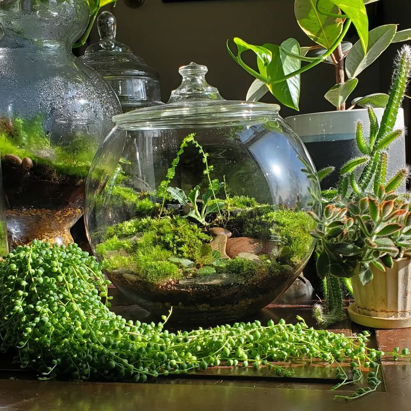 Miniature Ferns