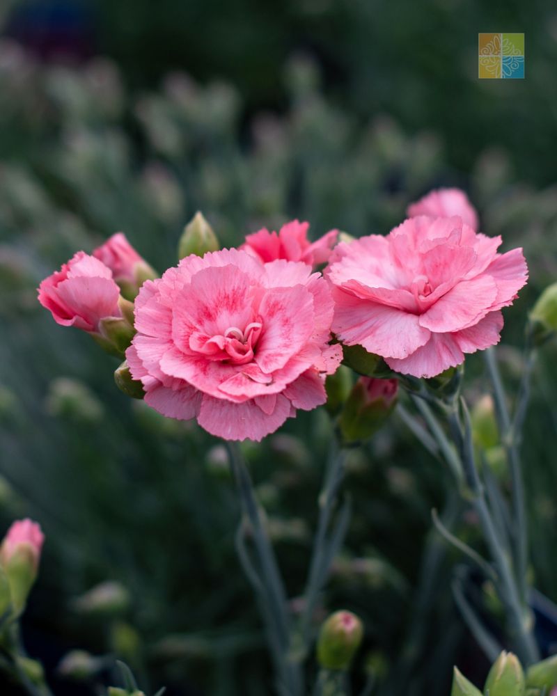 Dianthus