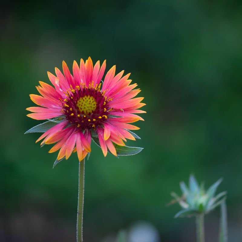 Gaillardia