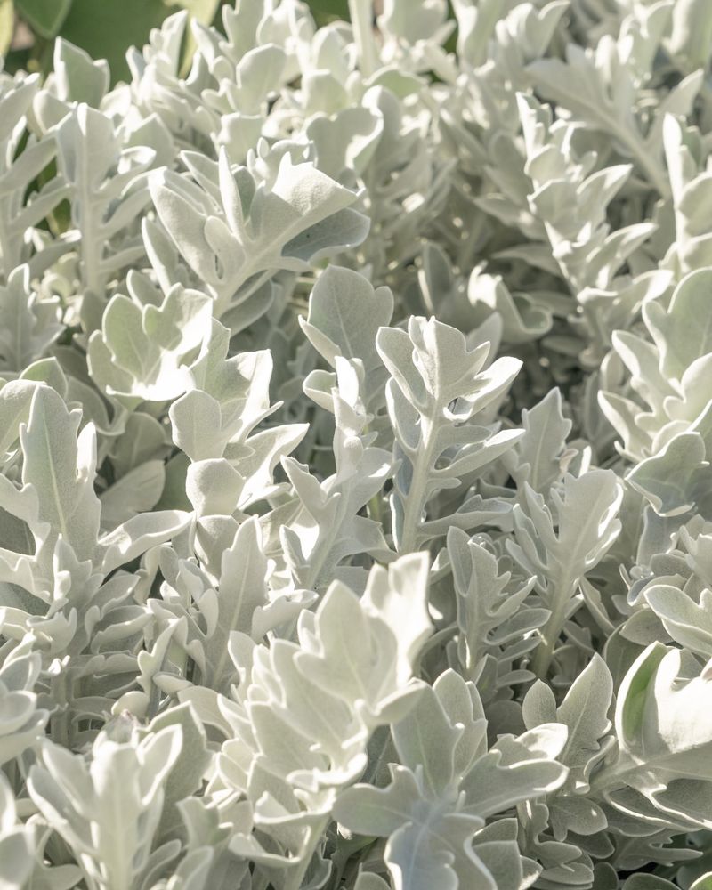 Dusty Miller