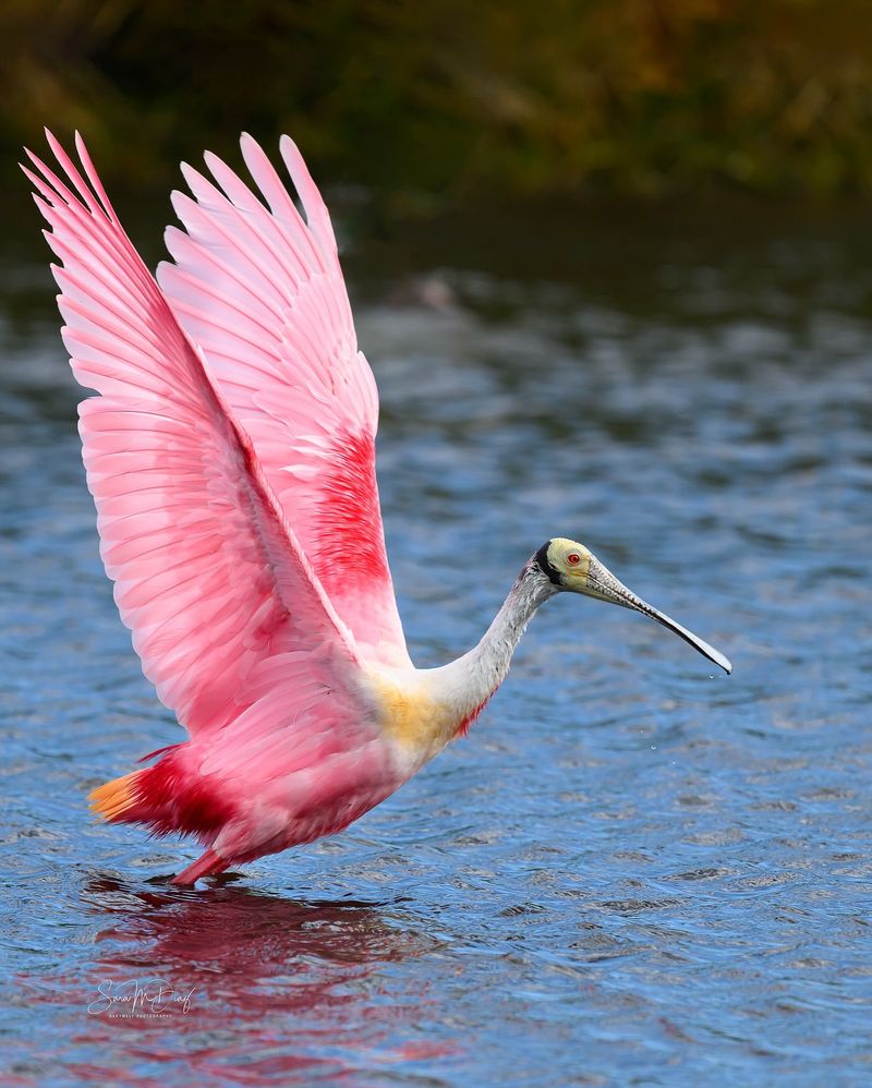 Roseate Spoonbill