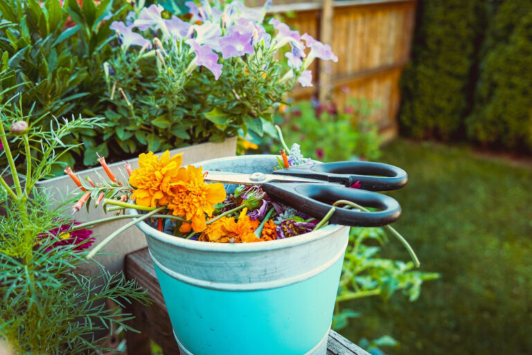 Spent flower blooms after deadheading in the garden (featured image)