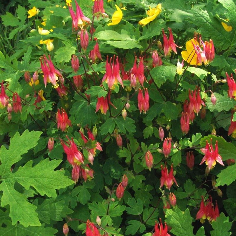Columbine 'Little Lanterns'