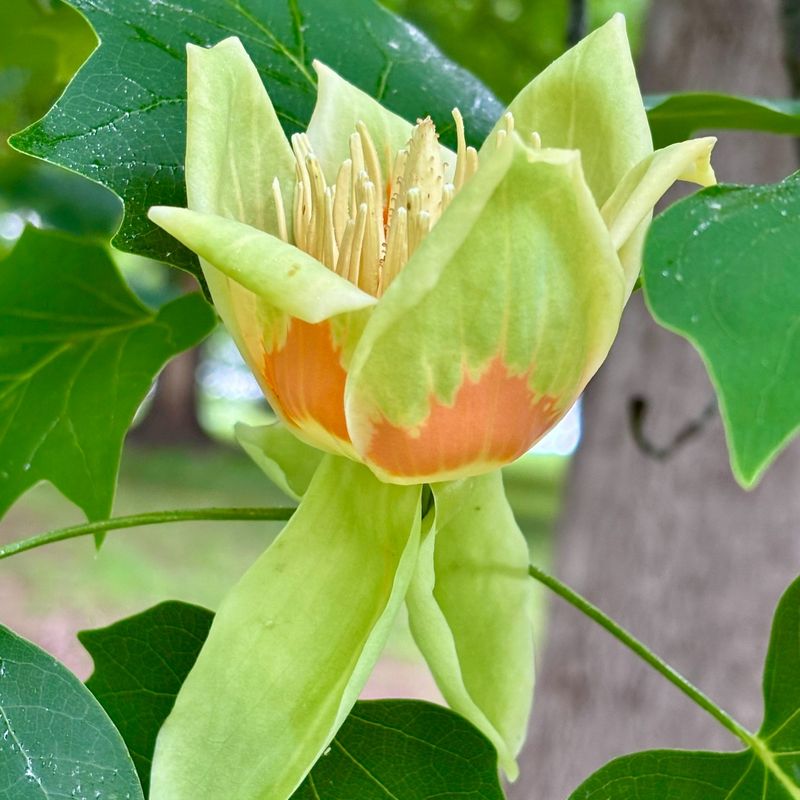 Showy Tulip Poplar