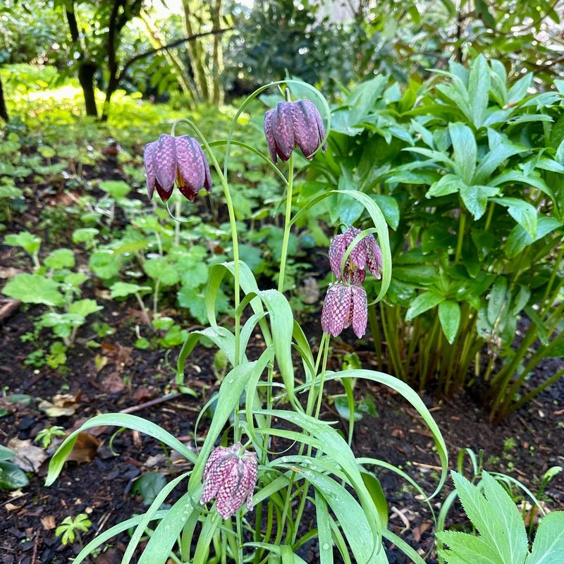 Dramatic Fritillaria