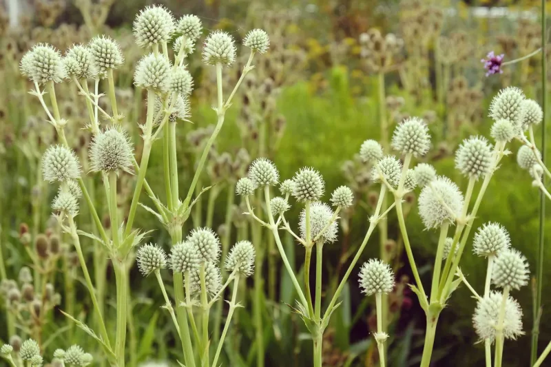 Butterfly Magnet Rattlesnake Master