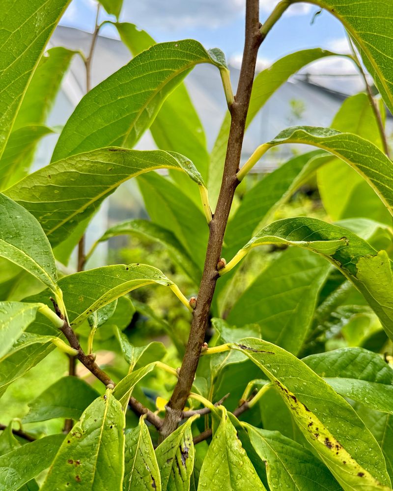 Native Pawpaw Understory