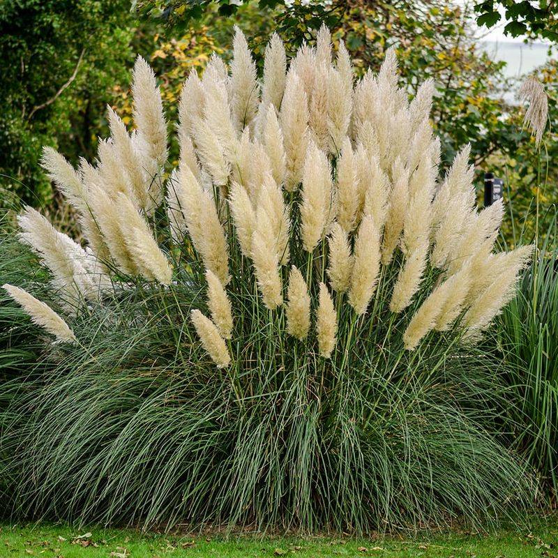 Ornamental Grass Barriers