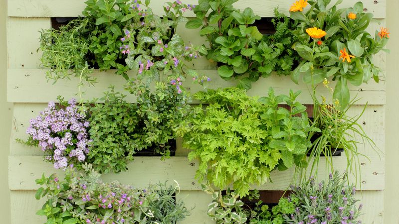 Pallet Gardens