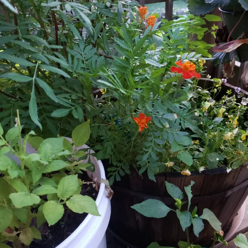 Companion Planting Prevents Pests