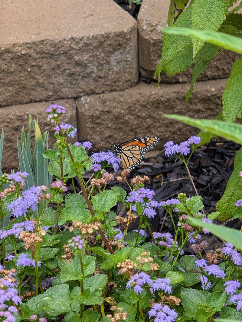 Butterfly Sanctuary Gardens