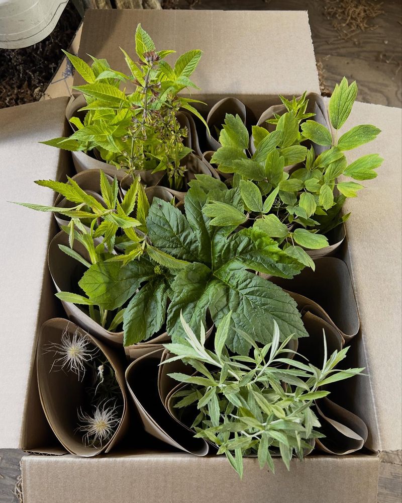 Medicinal Herb Patches Based On Colonial Apothecary Gardens