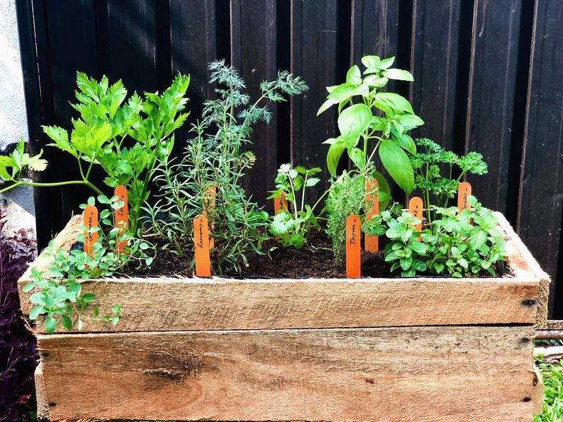 Window Box Herb Collections