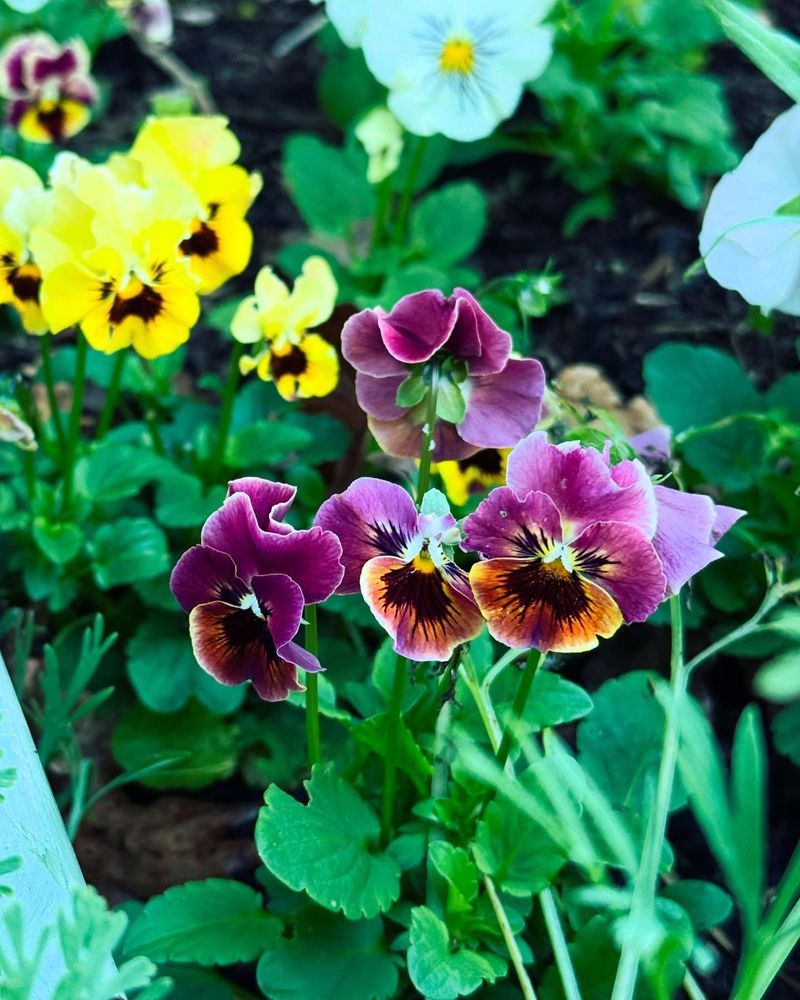 Hanging Basket Canopies