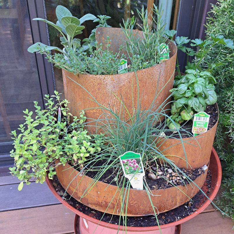 Medicinal Shade Herbs In Tiered Planters