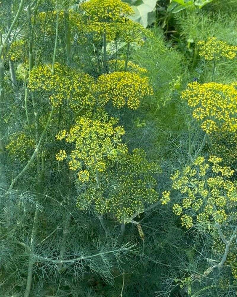 Soil Health Improver