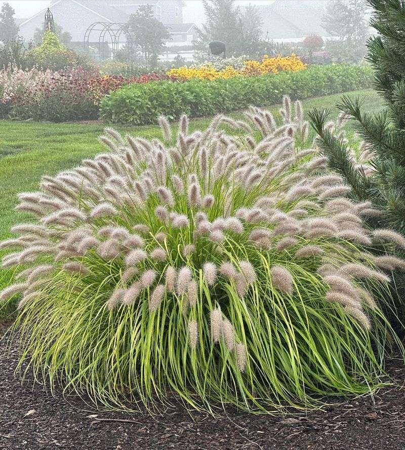 Ornamental Grass Screens For Modern Gardens