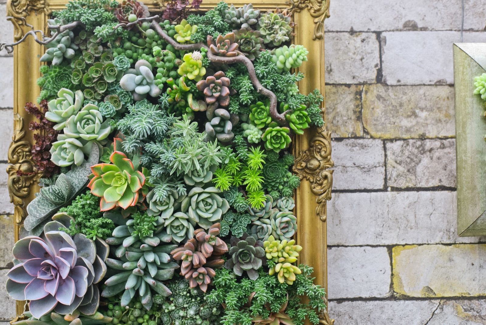 Vertical Succulent Wall Ideas Orlando Gardeners Could Try To Help With Humidity Challenges