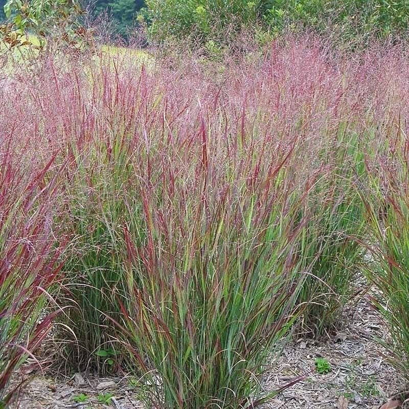Ornamental Grass Groupings