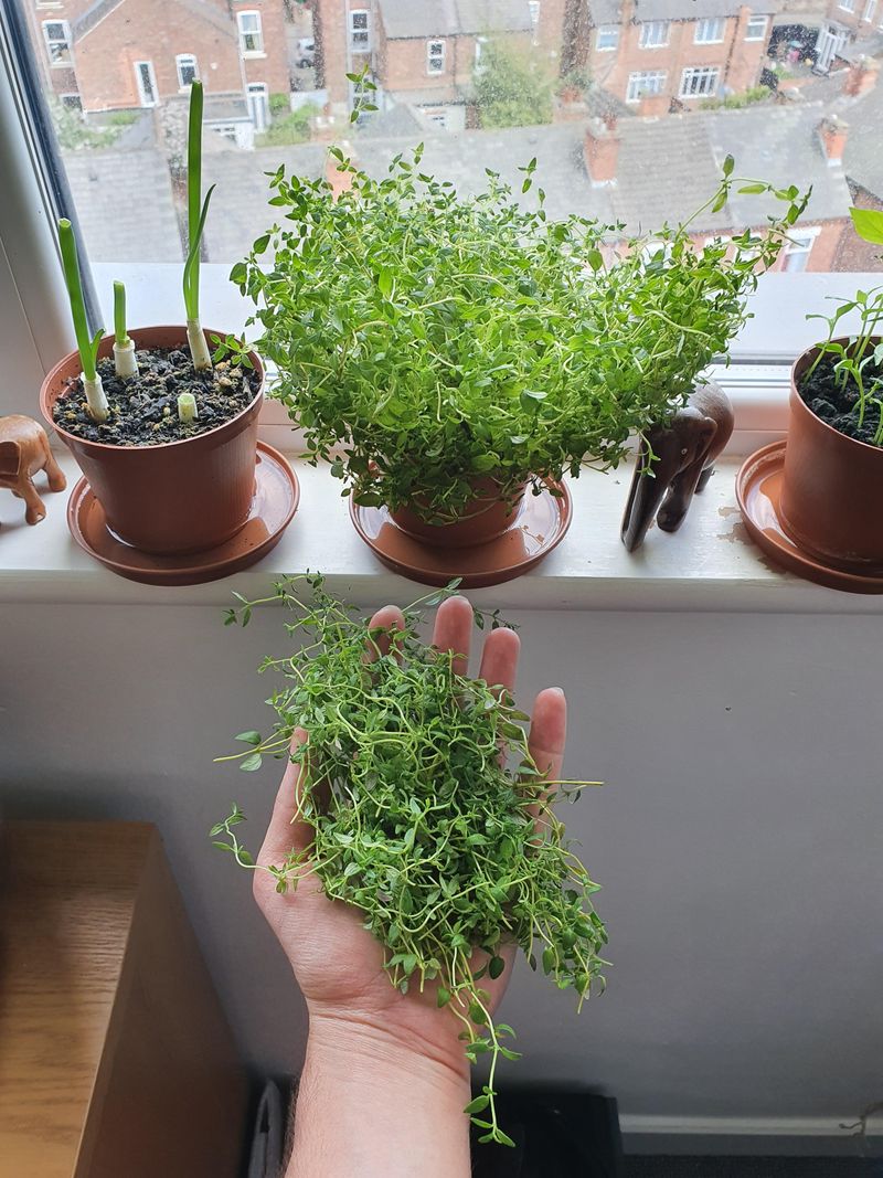 Winter Windowsill Herb Bottles