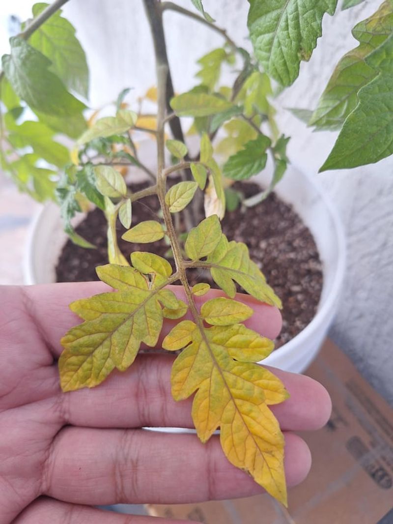 Fusarium Wilt