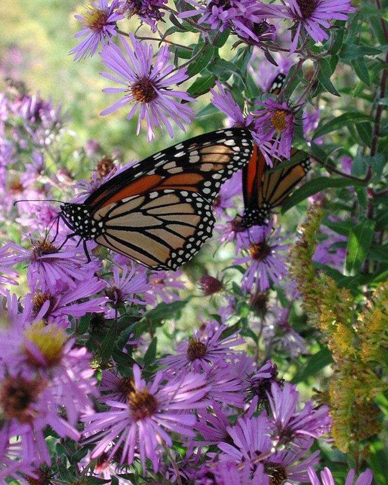 Butterfly Magnet During Migration Season