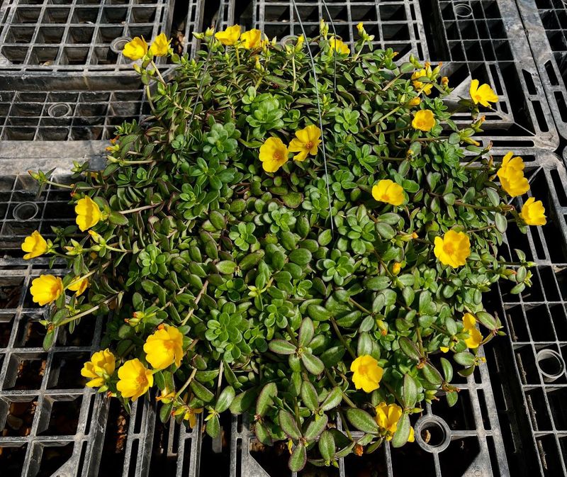 Versatile Portulaca