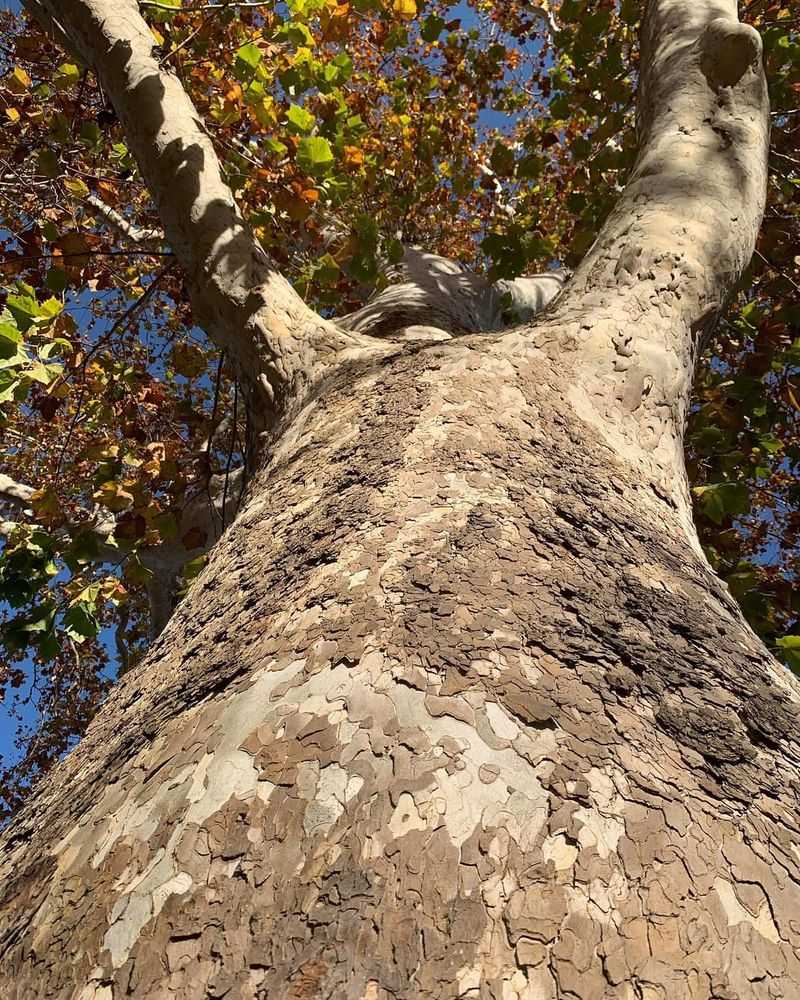 Resilient American Sycamore
