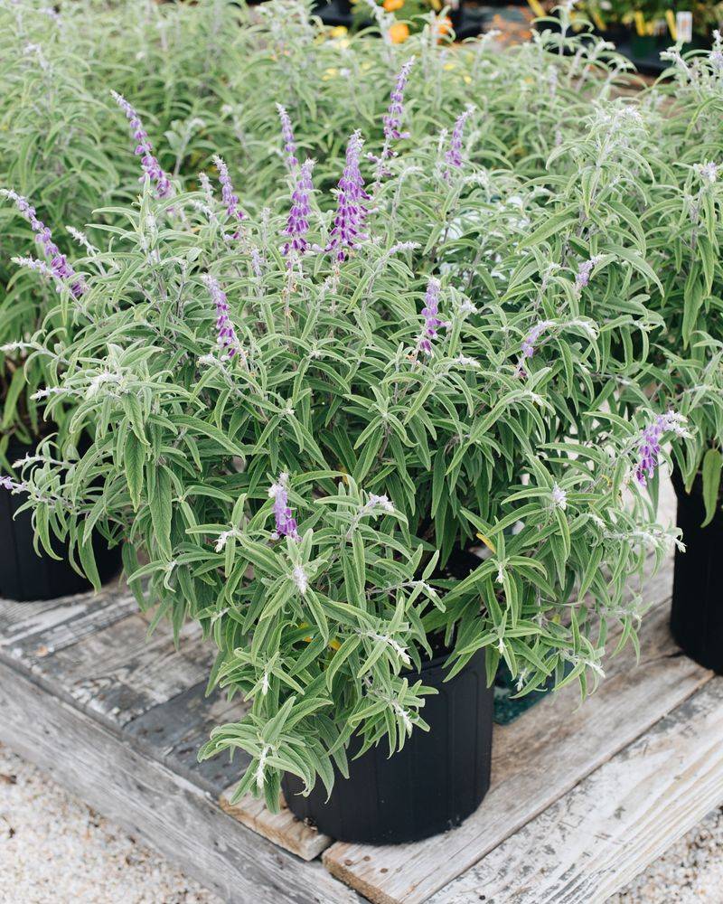 Purple-Tinged Sage For Textural Interest