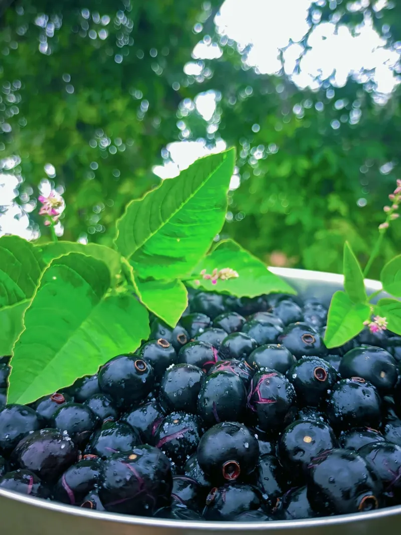 Tart Blackberries