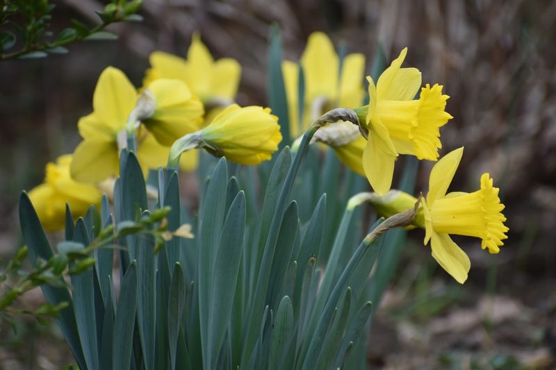 Dependable Daffodils