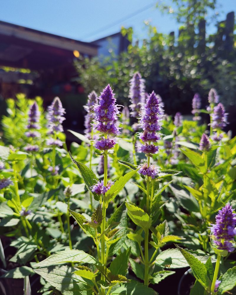 Aromatic Anise Hyssop