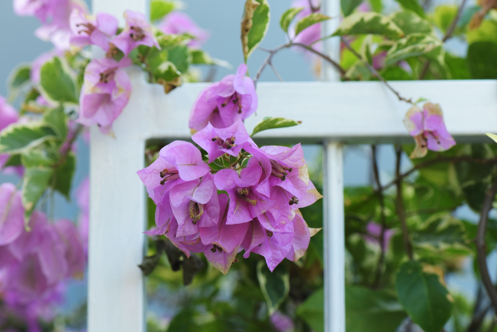 Vines That Give Instant Privacy In California