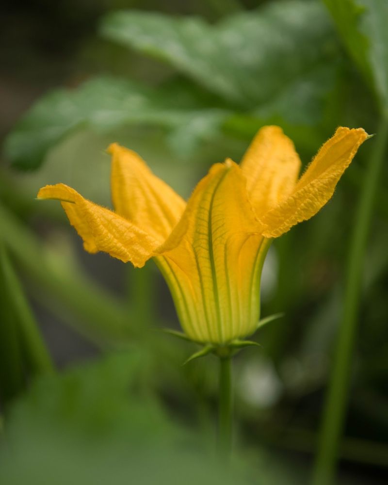 Squash Blossoms
