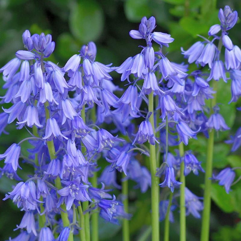 Spanish Bluebells: The Problematic Beauty
